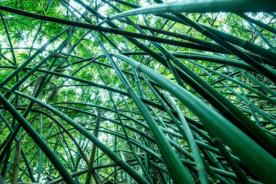 Bowing Bamboo 
031719-42 : Waterways and Woods  : Will Dickey Florida Fine Art Nature and Wildlife Photography - Images of Florida's First Coast - Nature and Landscape Photographs of Jacksonville, St. Augustine, Florida nature preserves