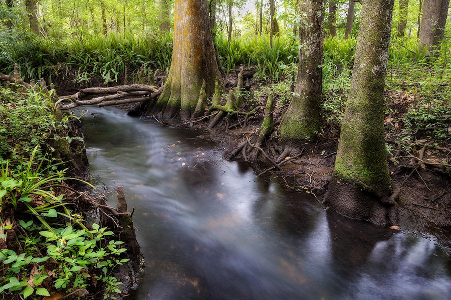 Goodbys Creek 
031719-17 : Waterways and Woods  : Will Dickey Florida Fine Art Nature and Wildlife Photography - Images of Florida's First Coast - Nature and Landscape Photographs of Jacksonville, St. Augustine, Florida nature preserves