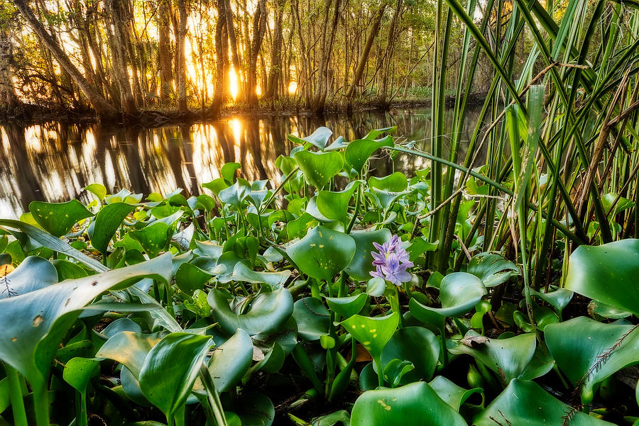 St. Johns Water Hyacinth 
111415-48 : Waterways and Woods  : Will Dickey Florida Fine Art Nature and Wildlife Photography - Images of Florida's First Coast - Nature and Landscape Photographs of Jacksonville, St. Augustine, Florida nature preserves
