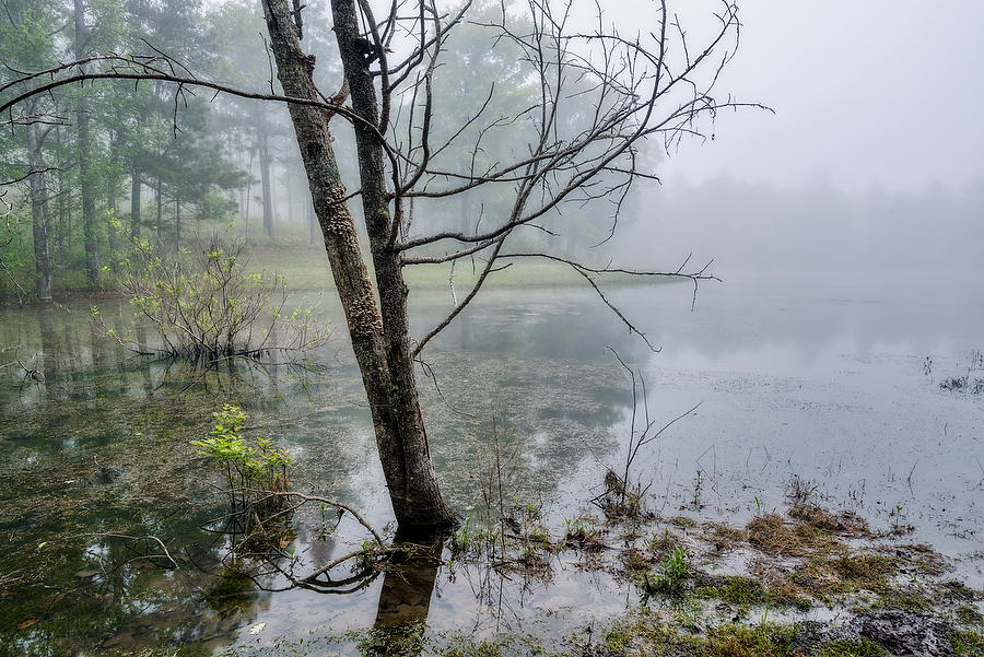 Foggy Pond 
041219-21 : Waterways and Woods  : Will Dickey Florida Fine Art Nature and Wildlife Photography - Images of Florida's First Coast - Nature and Landscape Photographs of Jacksonville, St. Augustine, Florida nature preserves