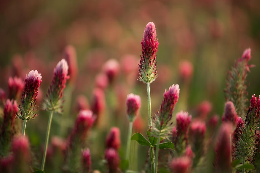 Clover Field 
041319-102 : Waterways and Woods  : Will Dickey Florida Fine Art Nature and Wildlife Photography - Images of Florida's First Coast - Nature and Landscape Photographs of Jacksonville, St. Augustine, Florida nature preserves