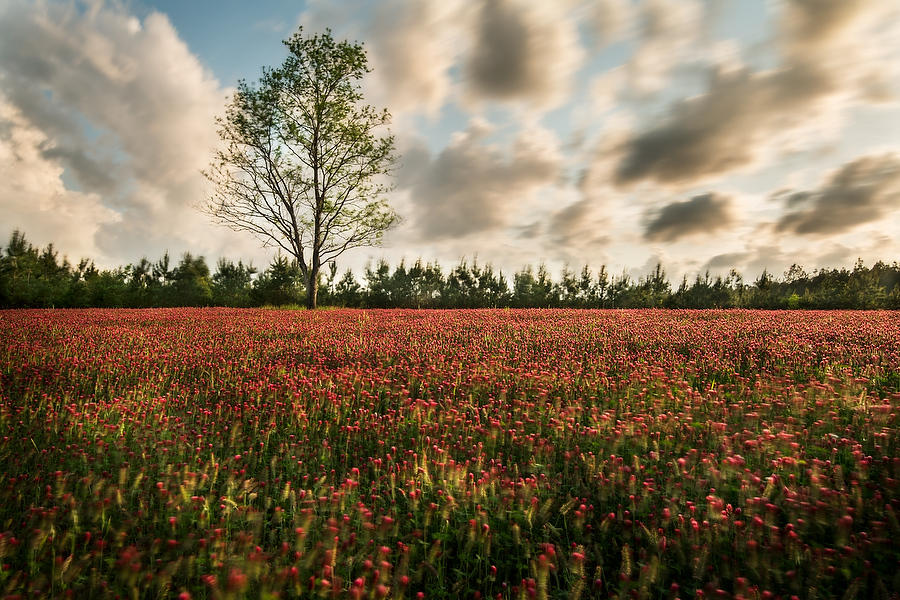 Clover Field          
041219-51 : Waterways and Woods  : Will Dickey Florida Fine Art Nature and Wildlife Photography - Images of Florida's First Coast - Nature and Landscape Photographs of Jacksonville, St. Augustine, Florida nature preserves