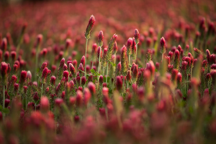 Clover Field 
041319-134 : Waterways and Woods  : Will Dickey Florida Fine Art Nature and Wildlife Photography - Images of Florida's First Coast - Nature and Landscape Photographs of Jacksonville, St. Augustine, Florida nature preserves