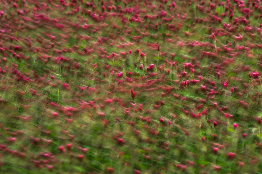 Clover in the Wind 041319-150 : Waterways and Woods  : Will Dickey Florida Fine Art Nature and Wildlife Photography - Images of Florida's First Coast - Nature and Landscape Photographs of Jacksonville, St. Augustine, Florida nature preserves