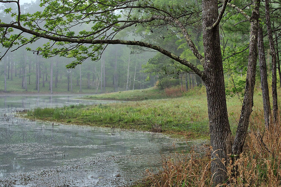 Foggy Pond 
041219-176 : Waterways and Woods  : Will Dickey Florida Fine Art Nature and Wildlife Photography - Images of Florida's First Coast - Nature and Landscape Photographs of Jacksonville, St. Augustine, Florida nature preserves