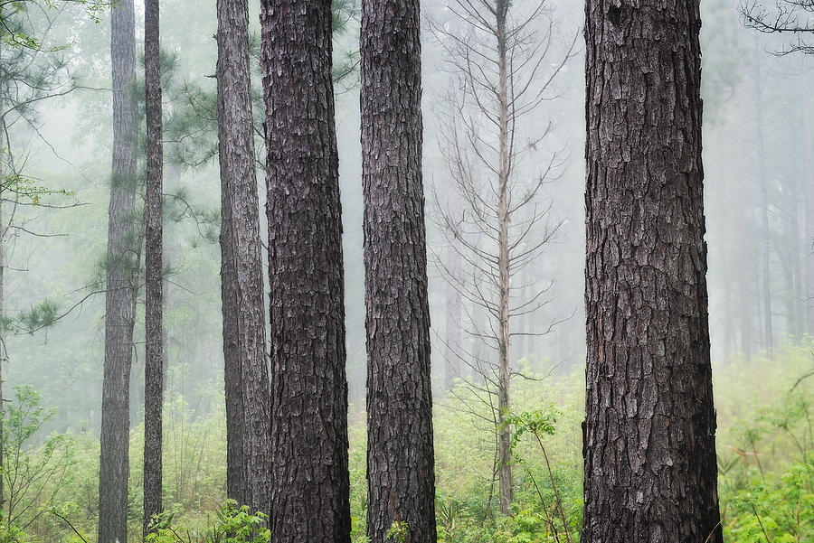 Piney Woods Fog  041219-161 : Waterways and Woods  : Will Dickey Florida Fine Art Nature and Wildlife Photography - Images of Florida's First Coast - Nature and Landscape Photographs of Jacksonville, St. Augustine, Florida nature preserves