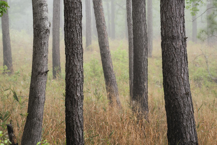 Piney Woods Fog  041219-164 : Waterways and Woods  : Will Dickey Florida Fine Art Nature and Wildlife Photography - Images of Florida's First Coast - Nature and Landscape Photographs of Jacksonville, St. Augustine, Florida nature preserves