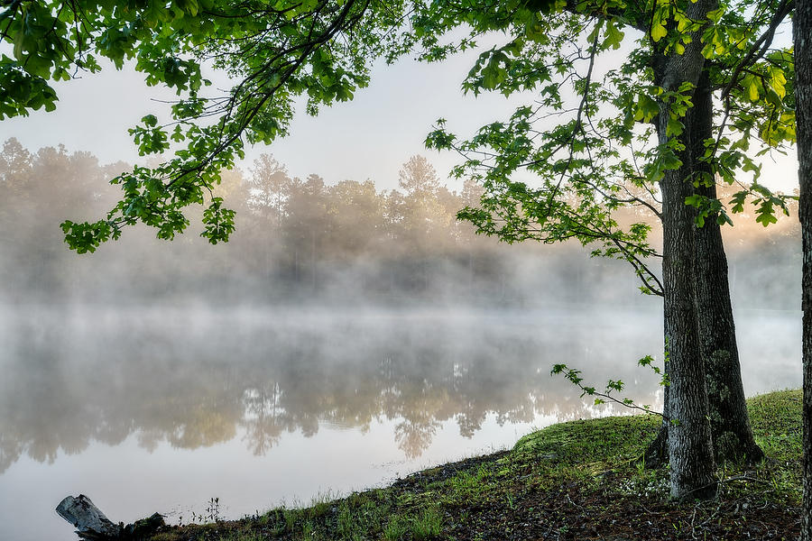 Camp Pond Mist   041519-34 : Waterways and Woods  : Will Dickey Florida Fine Art Nature and Wildlife Photography - Images of Florida's First Coast - Nature and Landscape Photographs of Jacksonville, St. Augustine, Florida nature preserves