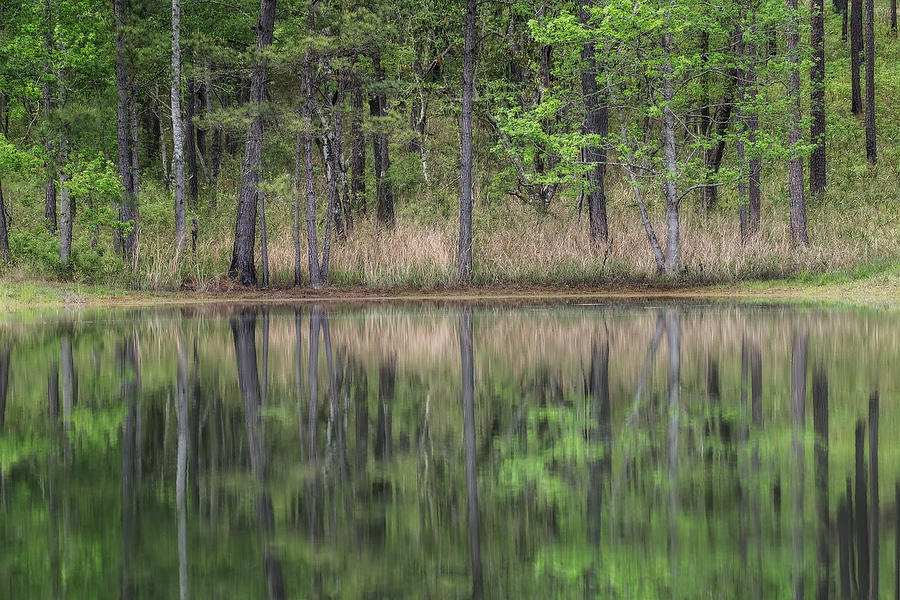 Camp Pond Reflection 
021219-225 : Waterways and Woods  : Will Dickey Florida Fine Art Nature and Wildlife Photography - Images of Florida's First Coast - Nature and Landscape Photographs of Jacksonville, St. Augustine, Florida nature preserves