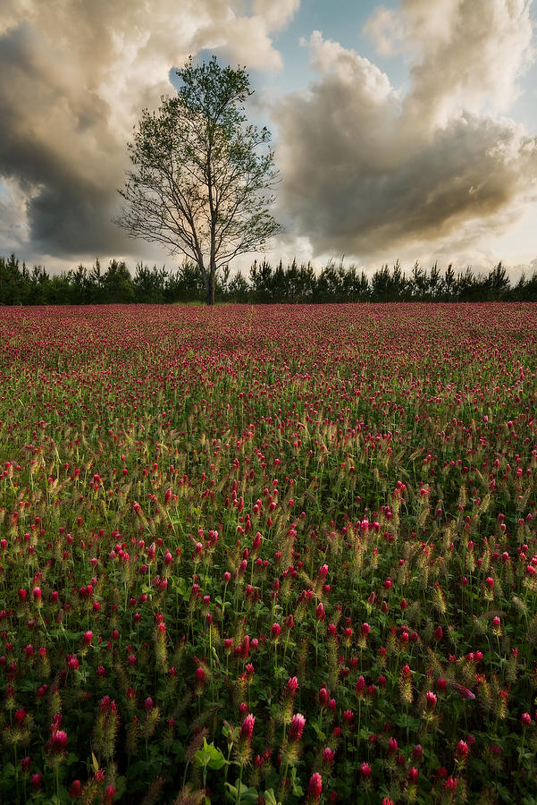 Clover Field           041319-86 : Waterways and Woods  : Will Dickey Florida Fine Art Nature and Wildlife Photography - Images of Florida's First Coast - Nature and Landscape Photographs of Jacksonville, St. Augustine, Florida nature preserves