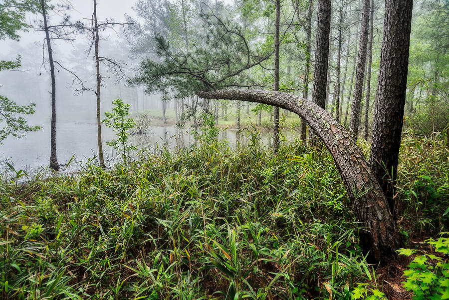 Bent Pine and Fog 041219-54 : Waterways and Woods  : Will Dickey Florida Fine Art Nature and Wildlife Photography - Images of Florida's First Coast - Nature and Landscape Photographs of Jacksonville, St. Augustine, Florida nature preserves