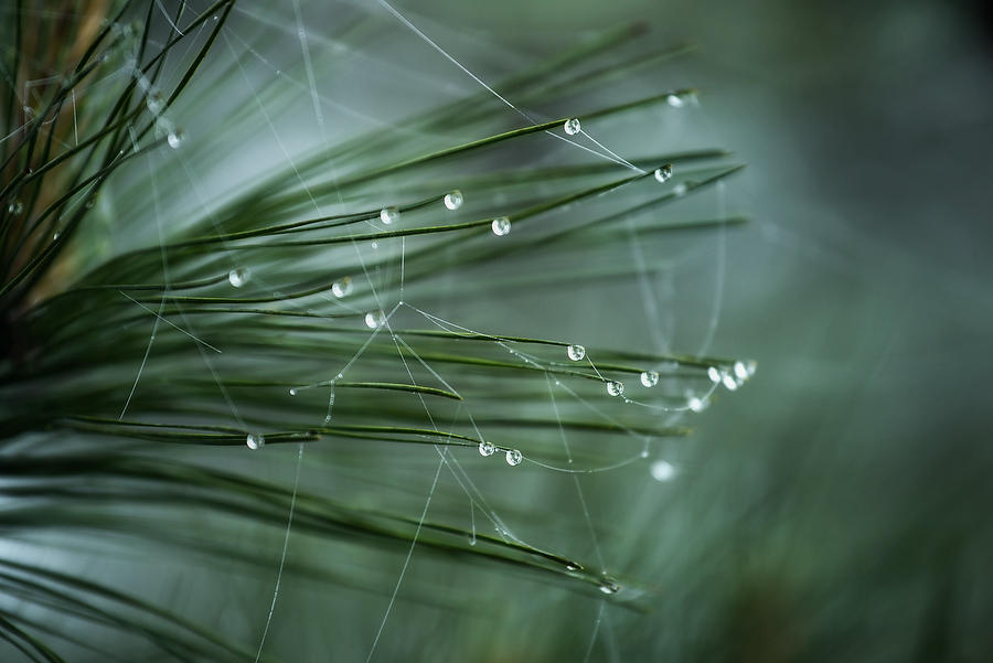 Piney Dew Web    041219-115 : Waterways and Woods  : Will Dickey Florida Fine Art Nature and Wildlife Photography - Images of Florida's First Coast - Nature and Landscape Photographs of Jacksonville, St. Augustine, Florida nature preserves