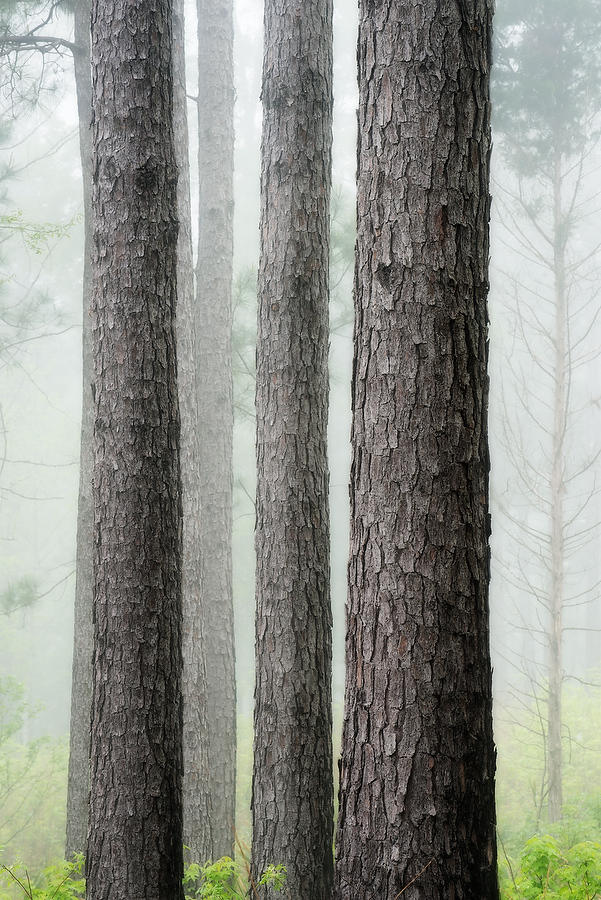 Piney Woods Fog  041219-146 : Waterways and Woods  : Will Dickey Florida Fine Art Nature and Wildlife Photography - Images of Florida's First Coast - Nature and Landscape Photographs of Jacksonville, St. Augustine, Florida nature preserves