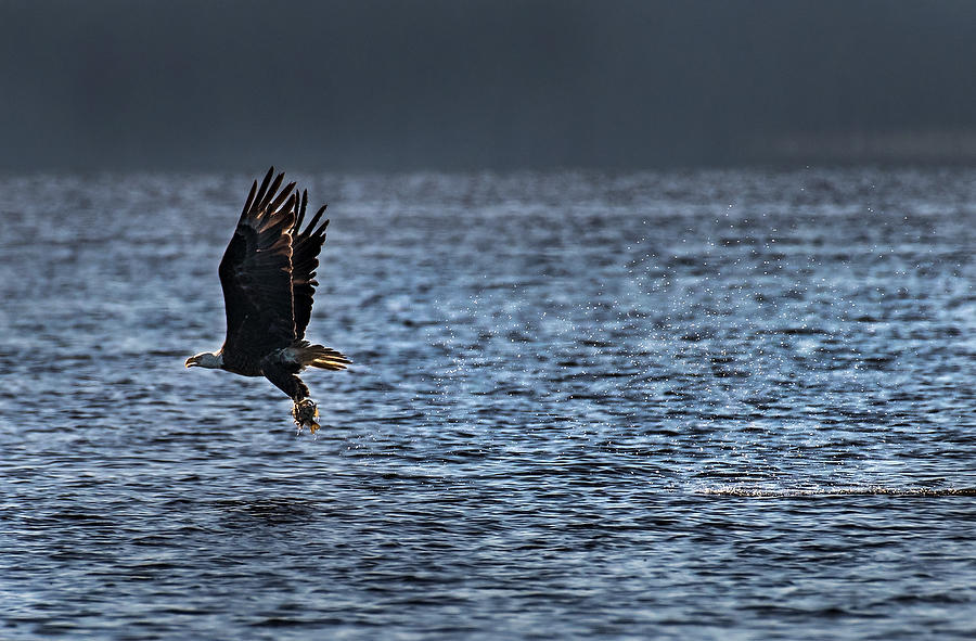 Bald Eagle Catch   050819-13 : Critters : Will Dickey Florida Fine Art Nature and Wildlife Photography - Images of Florida's First Coast - Nature and Landscape Photographs of Jacksonville, St. Augustine, Florida nature preserves