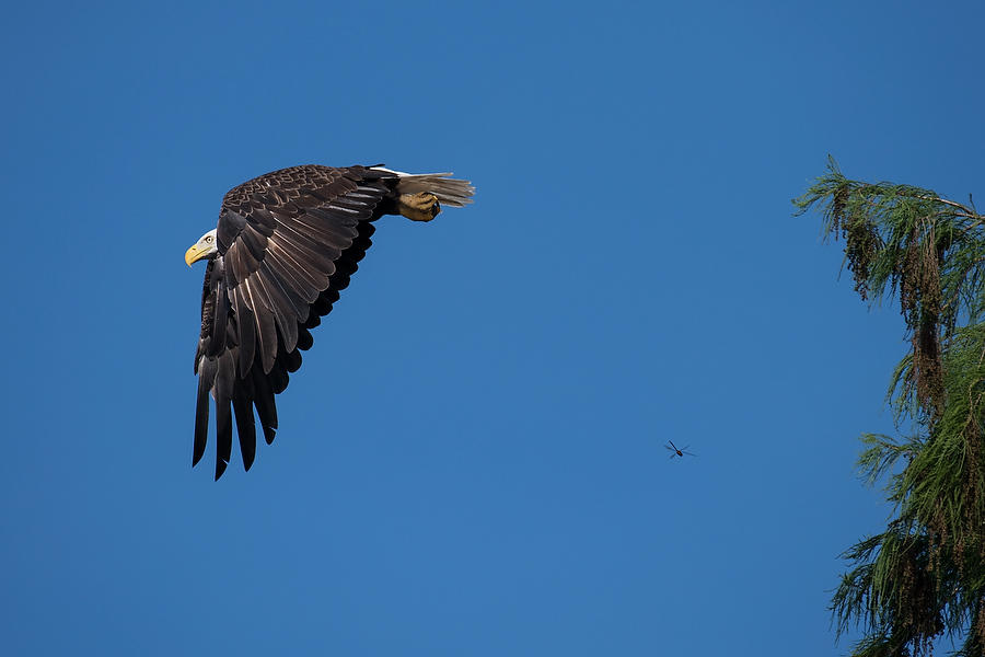 Bald Eagle and Dragonfly       050819-85 : Critters : Will Dickey Florida Fine Art Nature and Wildlife Photography - Images of Florida's First Coast - Nature and Landscape Photographs of Jacksonville, St. Augustine, Florida nature preserves