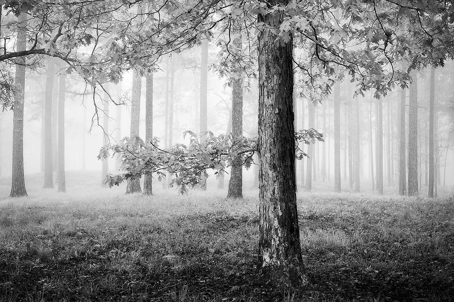 White Oak and Pines 041219-36BW : Black and White : Will Dickey Florida Fine Art Nature and Wildlife Photography - Images of Florida's First Coast - Nature and Landscape Photographs of Jacksonville, St. Augustine, Florida nature preserves