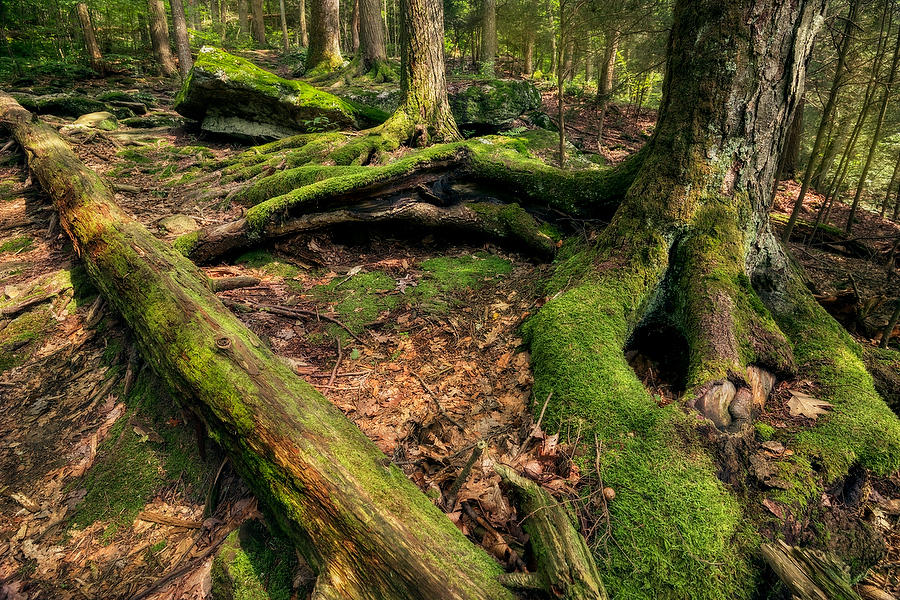 Devil's Hopyard, Connecticut 
071819-222 : Waterways and Woods  : Will Dickey Florida Fine Art Nature and Wildlife Photography - Images of Florida's First Coast - Nature and Landscape Photographs of Jacksonville, St. Augustine, Florida nature preserves