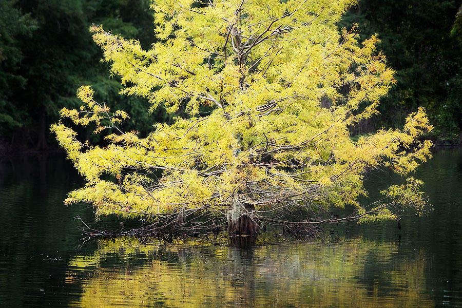 Yellow Cypress 
090519-25 : Waterways and Woods  : Will Dickey Florida Fine Art Nature and Wildlife Photography - Images of Florida's First Coast - Nature and Landscape Photographs of Jacksonville, St. Augustine, Florida nature preserves