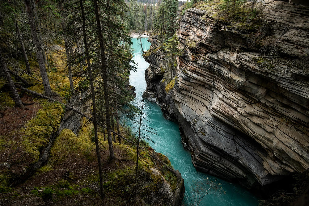 Athabasca Gorge 
100319-156 : Canadian Rockies : Will Dickey Florida Fine Art Nature and Wildlife Photography - Images of Florida's First Coast - Nature and Landscape Photographs of Jacksonville, St. Augustine, Florida nature preserves