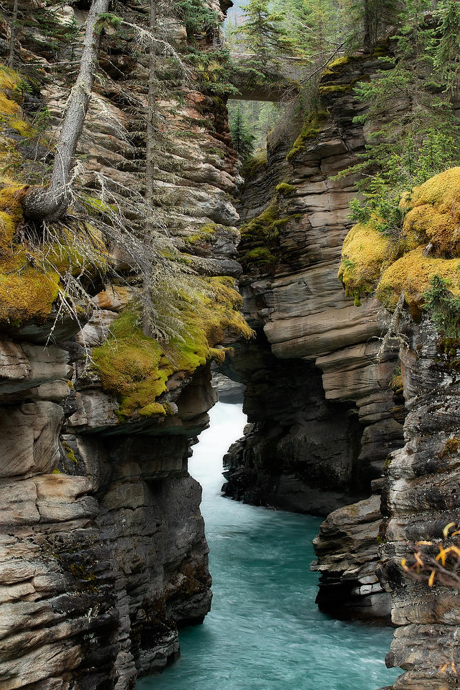 Athabasca Gorge
100319-181 : Canadian Rockies : Will Dickey Florida Fine Art Nature and Wildlife Photography - Images of Florida's First Coast - Nature and Landscape Photographs of Jacksonville, St. Augustine, Florida nature preserves