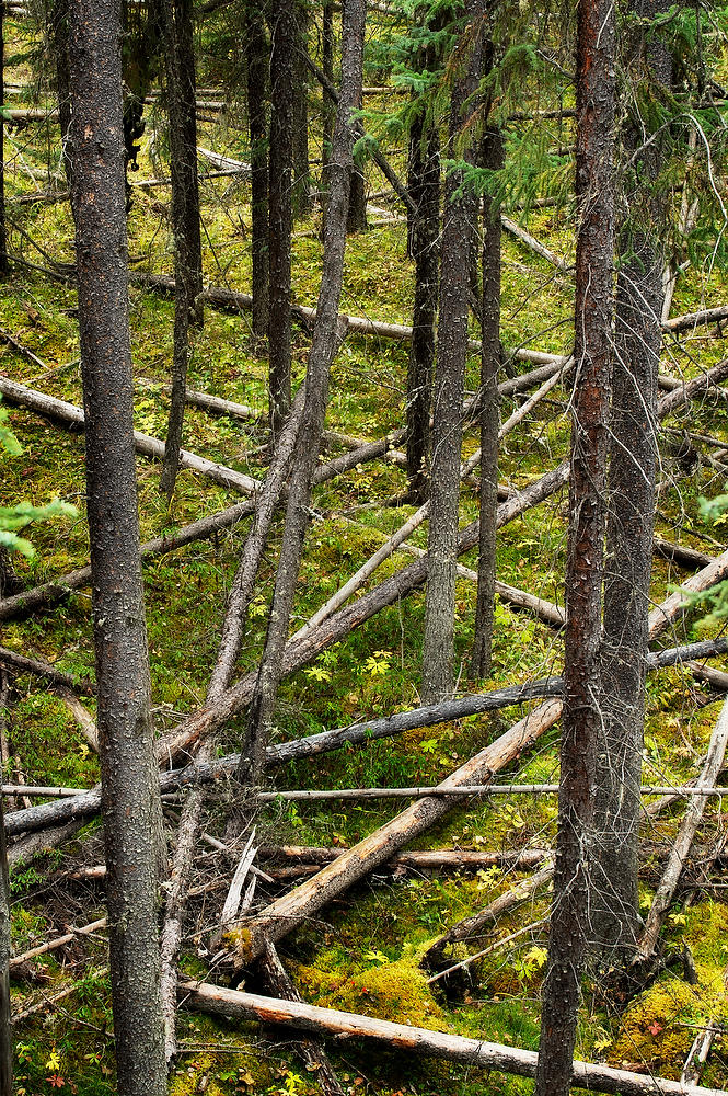 Athabasca Trees 
100319-209 : Canadian Rockies : Will Dickey Florida Fine Art Nature and Wildlife Photography - Images of Florida's First Coast - Nature and Landscape Photographs of Jacksonville, St. Augustine, Florida nature preserves