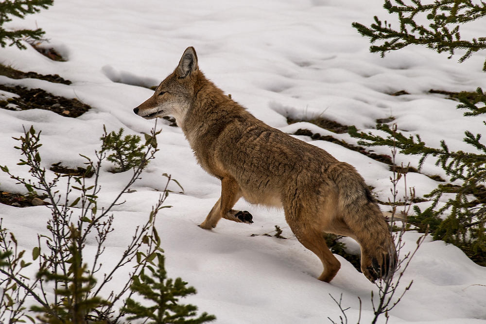 Coyote In Snow
100419-528 : Canadian Rockies : Will Dickey Florida Fine Art Nature and Wildlife Photography - Images of Florida's First Coast - Nature and Landscape Photographs of Jacksonville, St. Augustine, Florida nature preserves