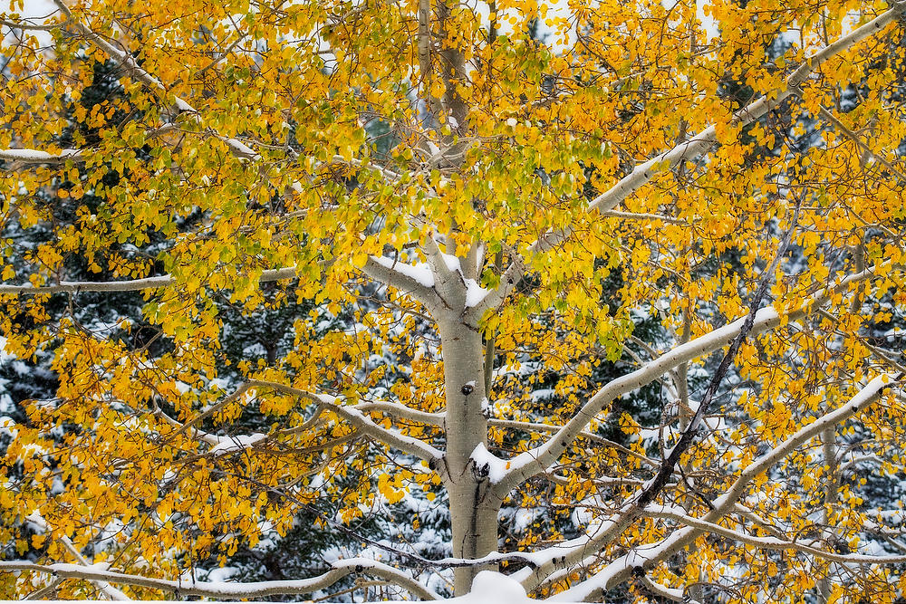 Kananaskis Aspen Snow
092919-2 : Canadian Rockies : Will Dickey Florida Fine Art Nature and Wildlife Photography - Images of Florida's First Coast - Nature and Landscape Photographs of Jacksonville, St. Augustine, Florida nature preserves