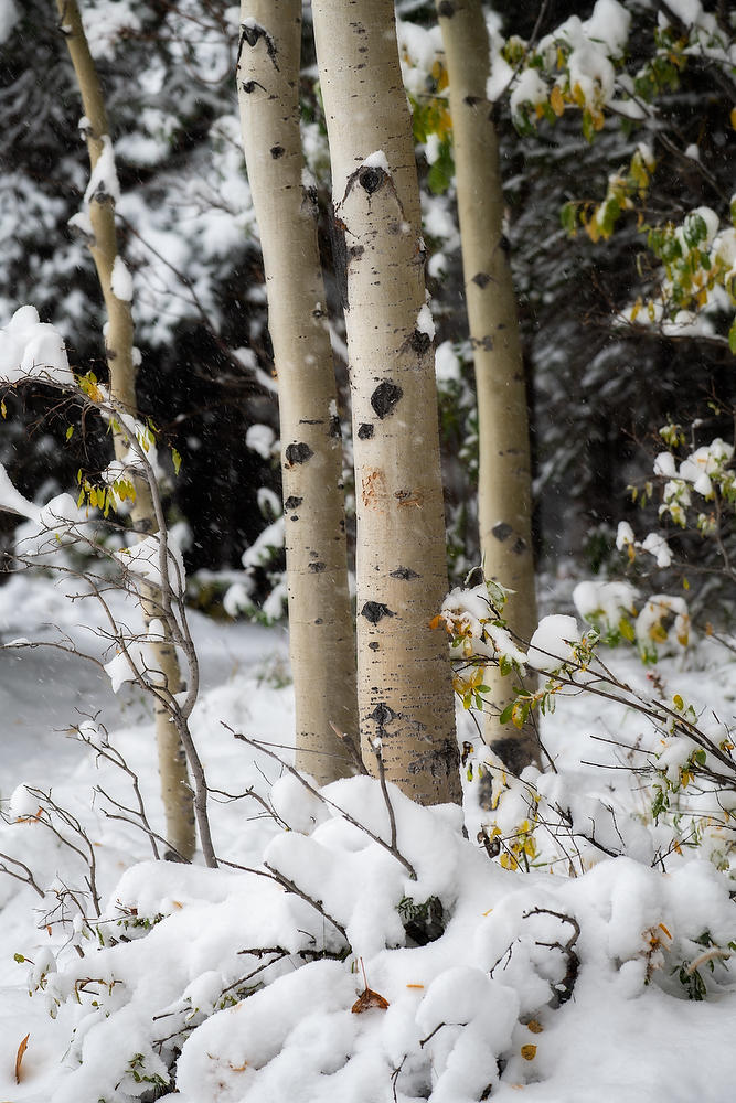 Kananaskis Aspens Snow
092919-113 : Canadian Rockies : Will Dickey Florida Fine Art Nature and Wildlife Photography - Images of Florida's First Coast - Nature and Landscape Photographs of Jacksonville, St. Augustine, Florida nature preserves