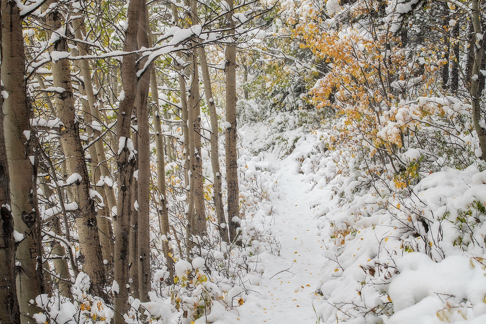 Kananaskis Fall Snowstorm
092919-32 : Canadian Rockies : Will Dickey Florida Fine Art Nature and Wildlife Photography - Images of Florida's First Coast - Nature and Landscape Photographs of Jacksonville, St. Augustine, Florida nature preserves