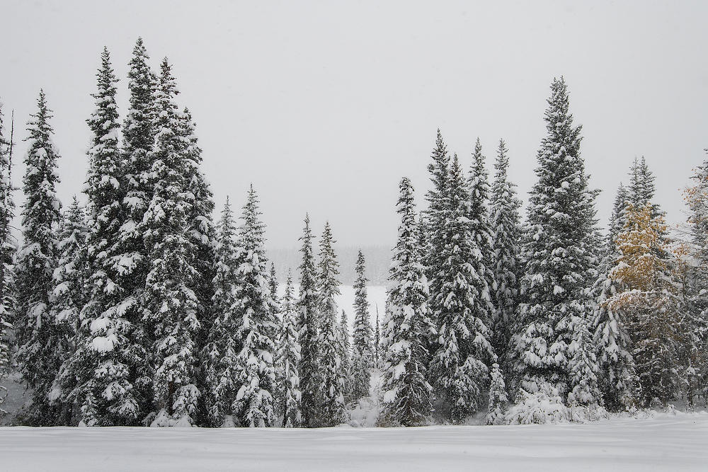 Kananaskis Snowstorm 092919-194 : Canadian Rockies : Will Dickey Florida Fine Art Nature and Wildlife Photography - Images of Florida's First Coast - Nature and Landscape Photographs of Jacksonville, St. Augustine, Florida nature preserves