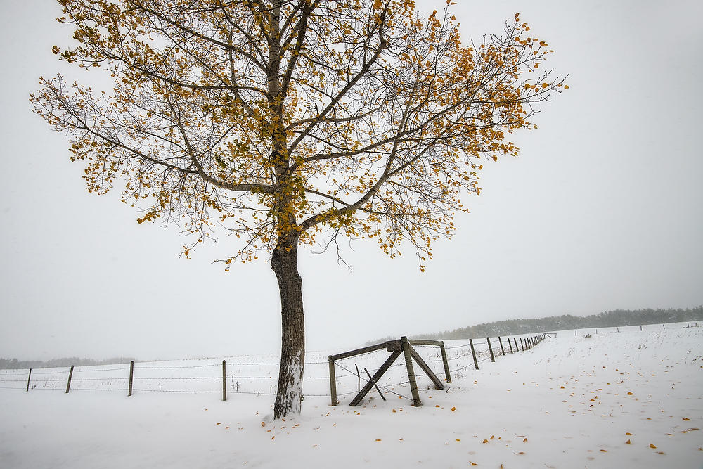 Turner Valley Snow 092919-231 : Canadian Rockies : Will Dickey Florida Fine Art Nature and Wildlife Photography - Images of Florida's First Coast - Nature and Landscape Photographs of Jacksonville, St. Augustine, Florida nature preserves