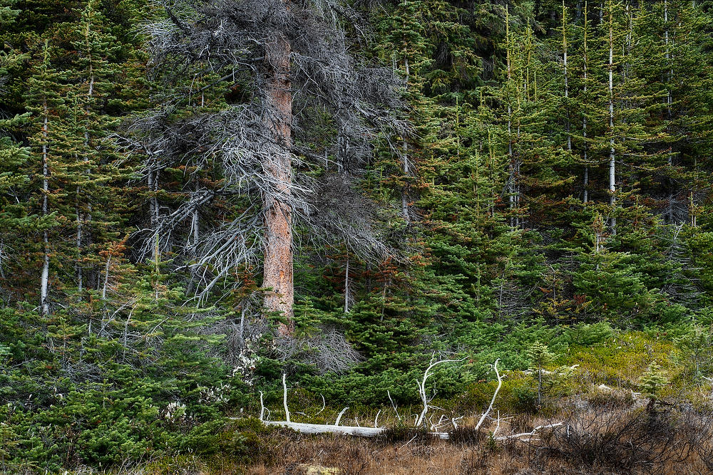 Bow Lake Trees 
100319-478 : Canadian Rockies : Will Dickey Florida Fine Art Nature and Wildlife Photography - Images of Florida's First Coast - Nature and Landscape Photographs of Jacksonville, St. Augustine, Florida nature preserves