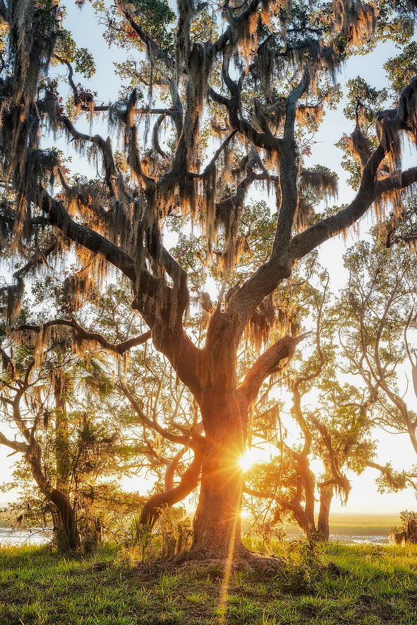 Cedar Point Sunrise 112016-1 : Timucuan Preserve  : Will Dickey Florida Fine Art Nature and Wildlife Photography - Images of Florida's First Coast - Nature and Landscape Photographs of Jacksonville, St. Augustine, Florida nature preserves