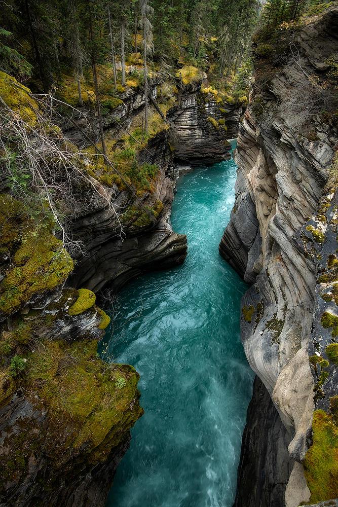 Athabasca Gorge 
100319-90 : Canadian Rockies : Will Dickey Florida Fine Art Nature and Wildlife Photography - Images of Florida's First Coast - Nature and Landscape Photographs of Jacksonville, St. Augustine, Florida nature preserves