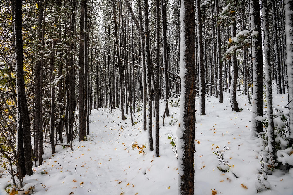 Wedge Pond Snow 092919-72 : Canadian Rockies : Will Dickey Florida Fine Art Nature and Wildlife Photography - Images of Florida's First Coast - Nature and Landscape Photographs of Jacksonville, St. Augustine, Florida nature preserves