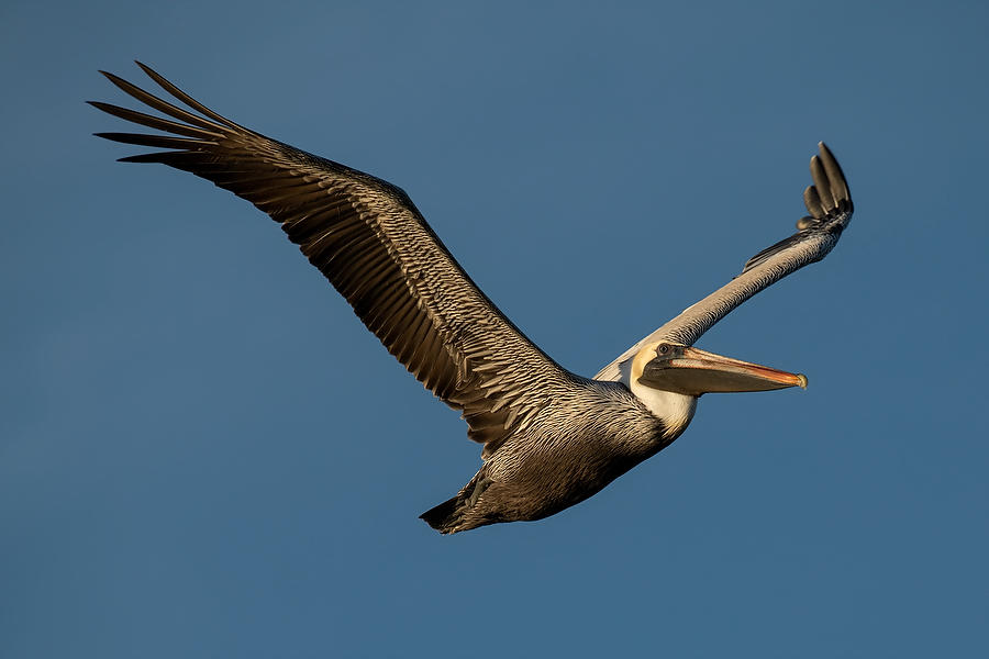 Pelican Flight 
011320-180 : Critters : Will Dickey Florida Fine Art Nature and Wildlife Photography - Images of Florida's First Coast - Nature and Landscape Photographs of Jacksonville, St. Augustine, Florida nature preserves
