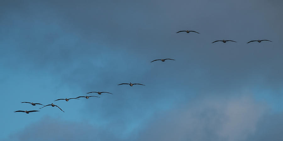 Pelican Squadron 051019-432 : Critters : Will Dickey Florida Fine Art Nature and Wildlife Photography - Images of Florida's First Coast - Nature and Landscape Photographs of Jacksonville, St. Augustine, Florida nature preserves