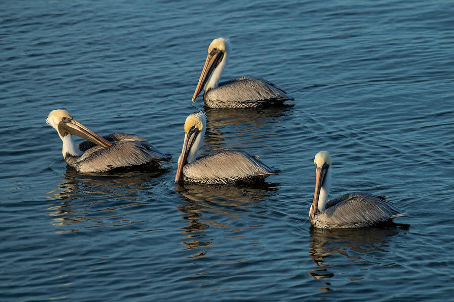 Pelicans Ft. George 011320-104 : Critters : Will Dickey Florida Fine Art Nature and Wildlife Photography - Images of Florida's First Coast - Nature and Landscape Photographs of Jacksonville, St. Augustine, Florida nature preserves