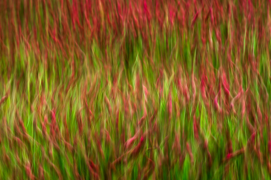 Clover Field Of Dreams 041319-174 : Abstract Realities : Will Dickey Florida Fine Art Nature and Wildlife Photography - Images of Florida's First Coast - Nature and Landscape Photographs of Jacksonville, St. Augustine, Florida nature preserves