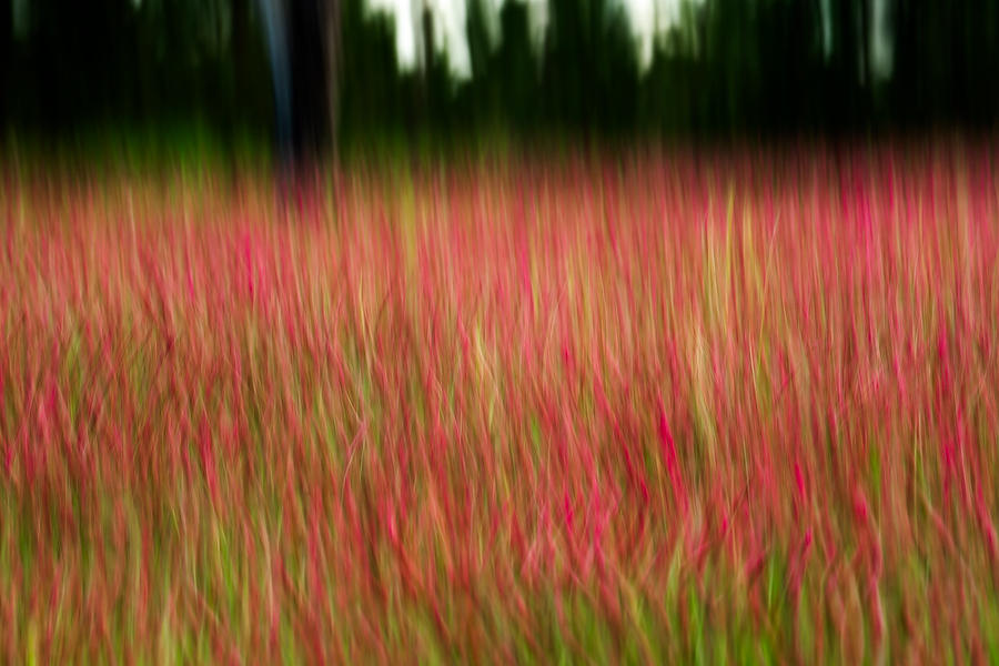 Clover In The Wind 041319-177 : Abstract Realities : Will Dickey Florida Fine Art Nature and Wildlife Photography - Images of Florida's First Coast - Nature and Landscape Photographs of Jacksonville, St. Augustine, Florida nature preserves
