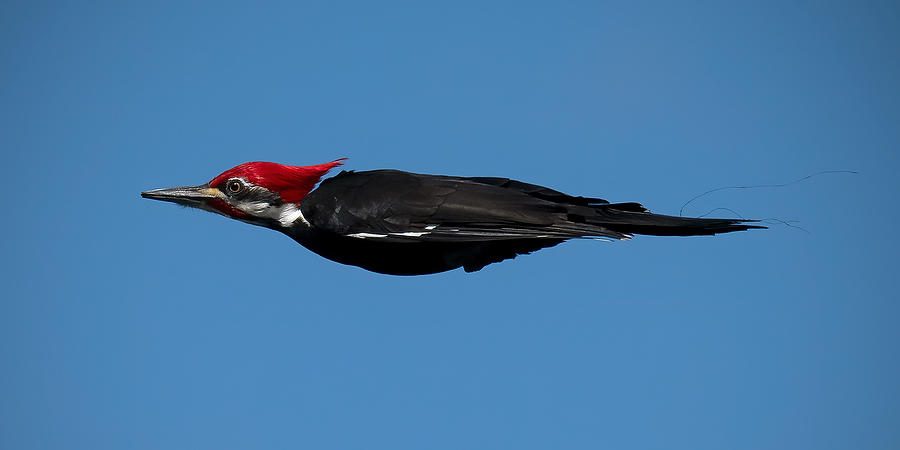 Ocklawaha Pileated Woodpecker 
022320-1696 : Critters : Will Dickey Florida Fine Art Nature and Wildlife Photography - Images of Florida's First Coast - Nature and Landscape Photographs of Jacksonville, St. Augustine, Florida nature preserves