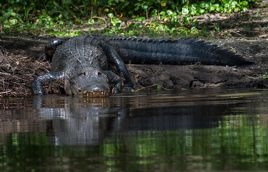 Ocklawaha Gator 022320-1775 : Critters : Will Dickey Florida Fine Art Nature and Wildlife Photography - Images of Florida's First Coast - Nature and Landscape Photographs of Jacksonville, St. Augustine, Florida nature preserves