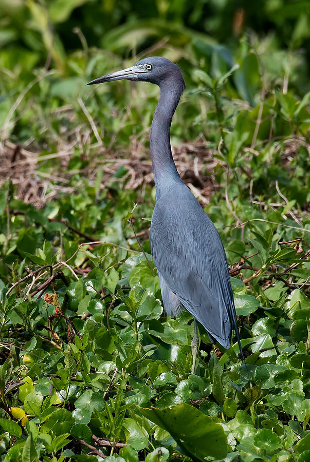 Ocklawaha Little Blue Heron 
022320-1925 : Critters : Will Dickey Florida Fine Art Nature and Wildlife Photography - Images of Florida's First Coast - Nature and Landscape Photographs of Jacksonville, St. Augustine, Florida nature preserves
