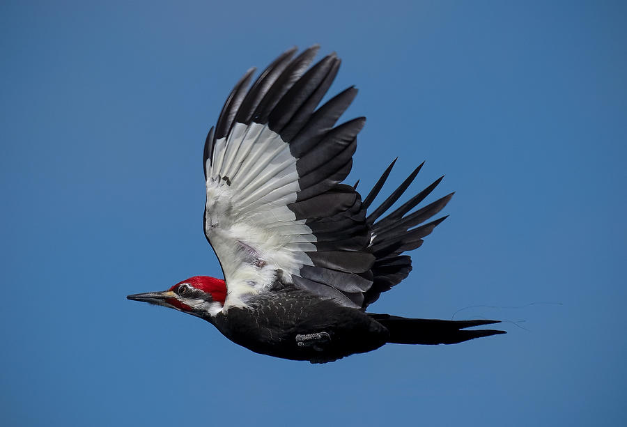 Ocklawaha Pileated Woodpecker 
022320-1697 : Critters : Will Dickey Florida Fine Art Nature and Wildlife Photography - Images of Florida's First Coast - Nature and Landscape Photographs of Jacksonville, St. Augustine, Florida nature preserves