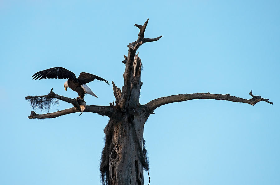 Rodman Eagle 
022320-1076 : Critters : Will Dickey Florida Fine Art Nature and Wildlife Photography - Images of Florida's First Coast - Nature and Landscape Photographs of Jacksonville, St. Augustine, Florida nature preserves