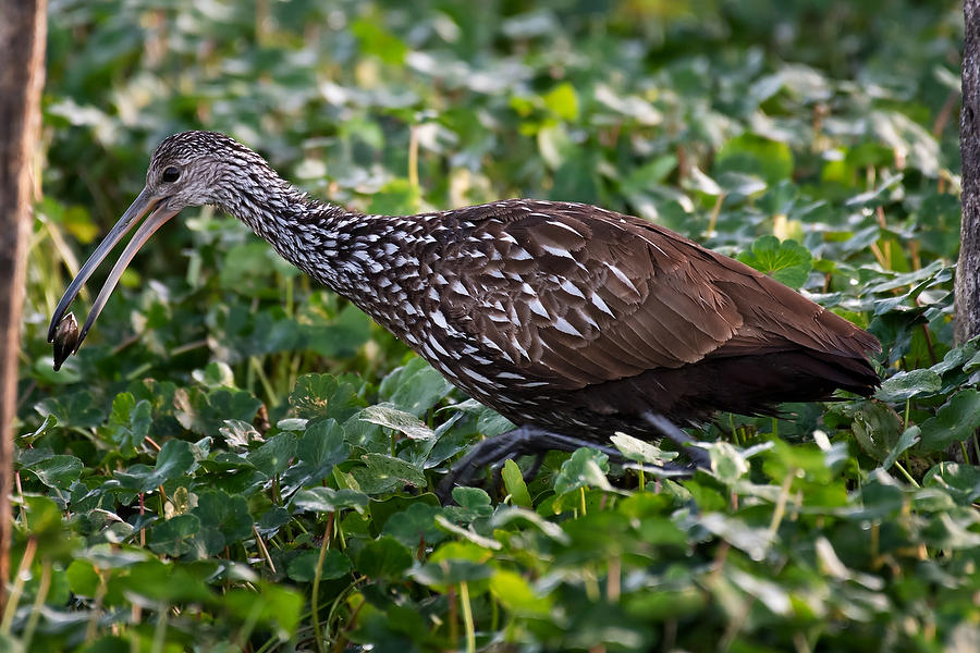 Rodman Limpkin 
022320-912 : Critters : Will Dickey Florida Fine Art Nature and Wildlife Photography - Images of Florida's First Coast - Nature and Landscape Photographs of Jacksonville, St. Augustine, Florida nature preserves
