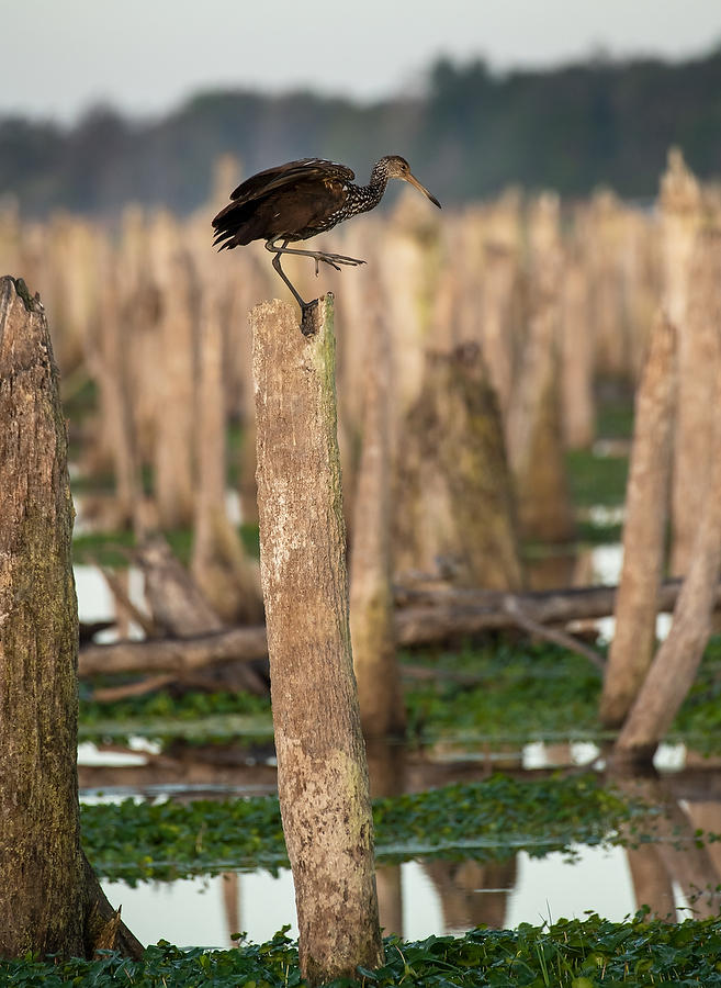 Rodman Limpkin
022320-1001 : Critters : Will Dickey Florida Fine Art Nature and Wildlife Photography - Images of Florida's First Coast - Nature and Landscape Photographs of Jacksonville, St. Augustine, Florida nature preserves