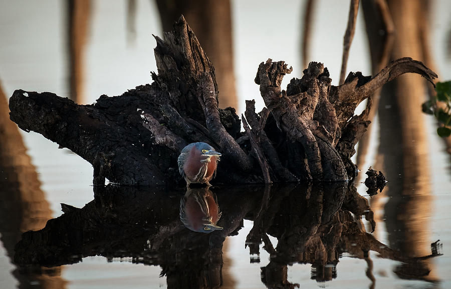 Rodman Green Heron 022320-1179 : Critters : Will Dickey Florida Fine Art Nature and Wildlife Photography - Images of Florida's First Coast - Nature and Landscape Photographs of Jacksonville, St. Augustine, Florida nature preserves