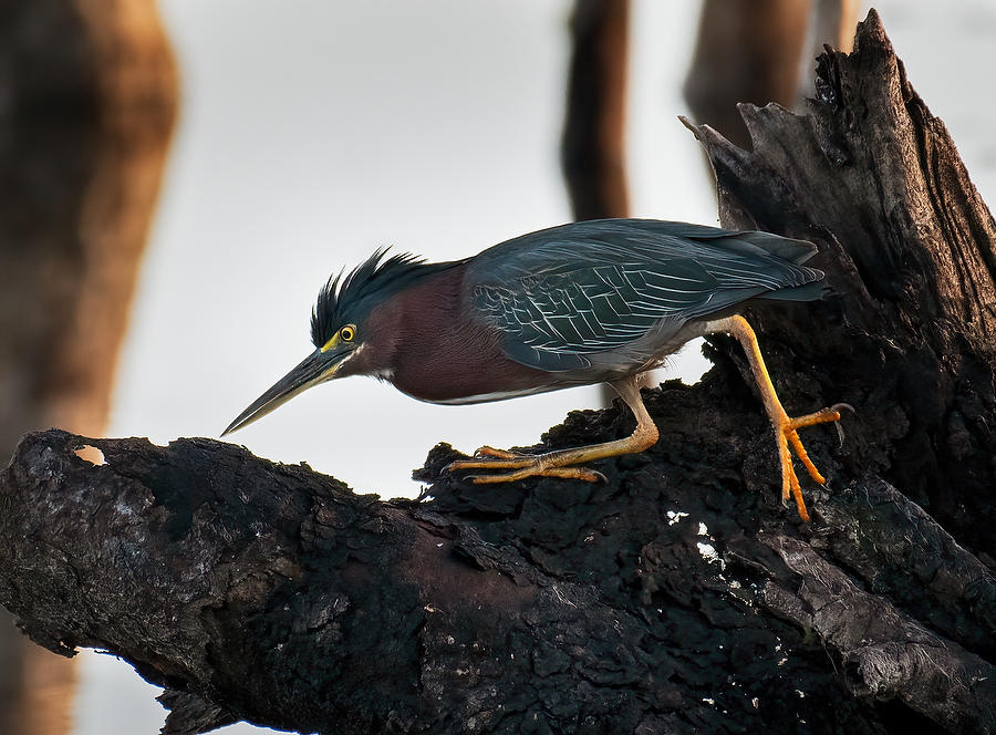 Rodman Green Heron 022320-1214 : Critters : Will Dickey Florida Fine Art Nature and Wildlife Photography - Images of Florida's First Coast - Nature and Landscape Photographs of Jacksonville, St. Augustine, Florida nature preserves