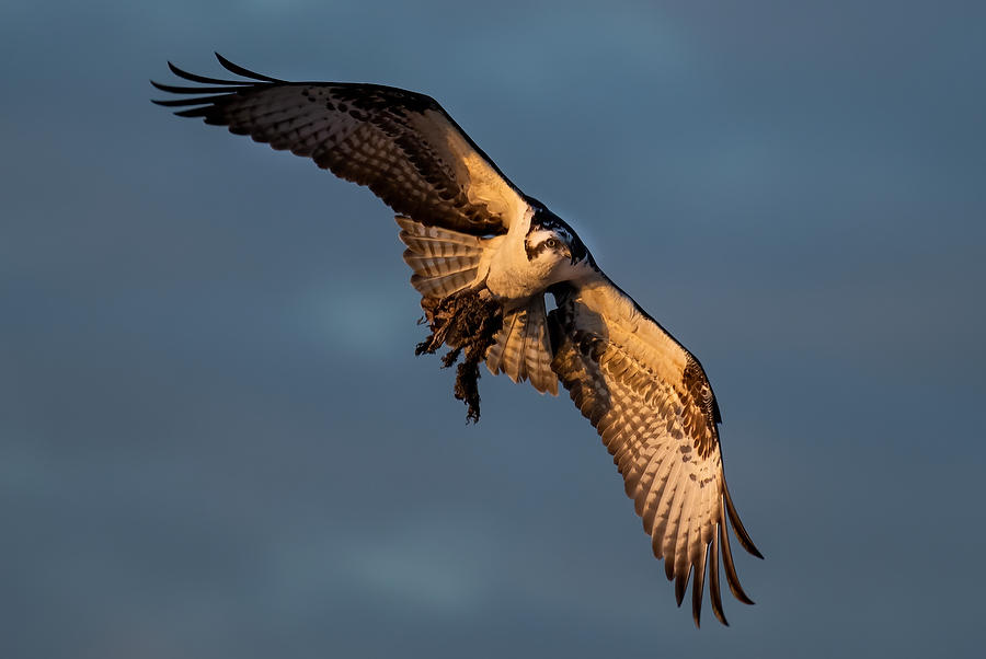 Rodman Osprey 
022320-865 : Critters : Will Dickey Florida Fine Art Nature and Wildlife Photography - Images of Florida's First Coast - Nature and Landscape Photographs of Jacksonville, St. Augustine, Florida nature preserves